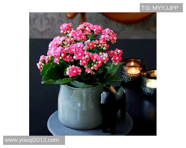 花卉种植技巧与经验分享：从土壤选择到日常护理的全面指南